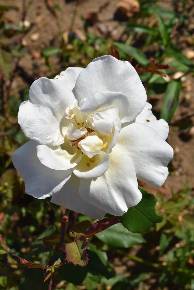 rose 'Bishop Darlington'