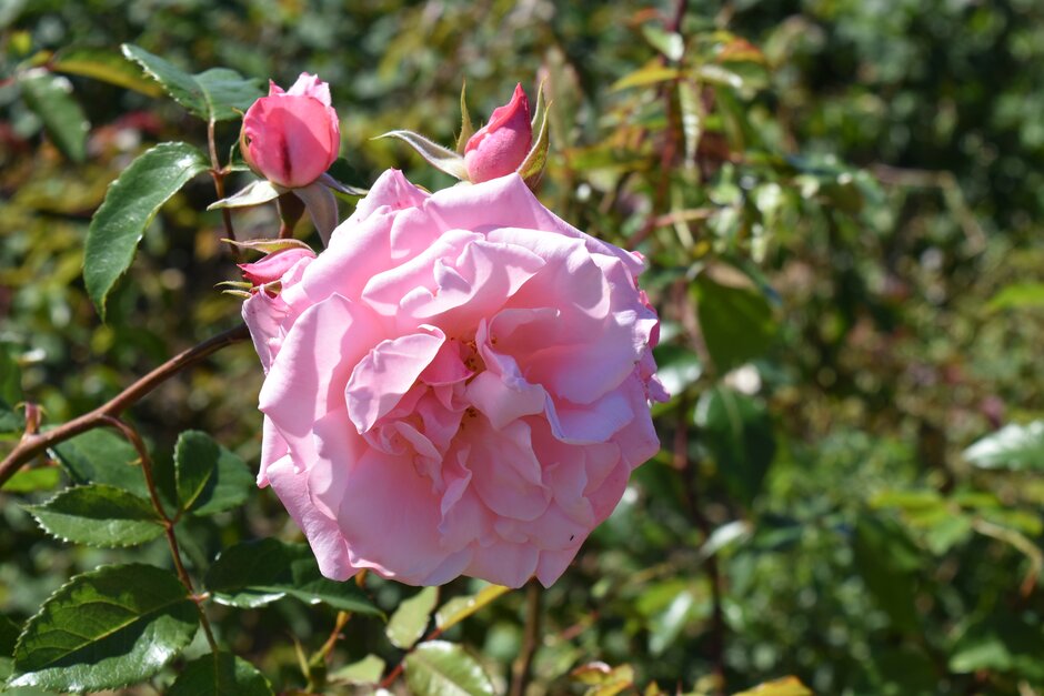 <i>Rosa</i> 'Care 2000' (S)