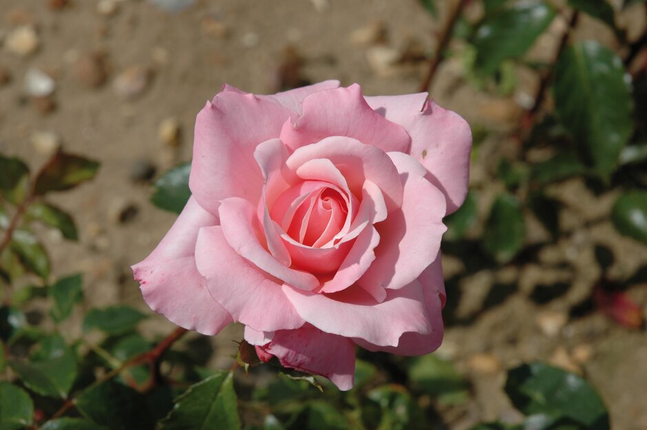 <i>Rosa</i> 'Care 2000' (S)