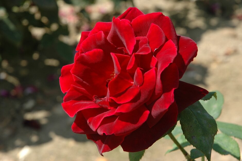 rose 'Charles Mallerin'