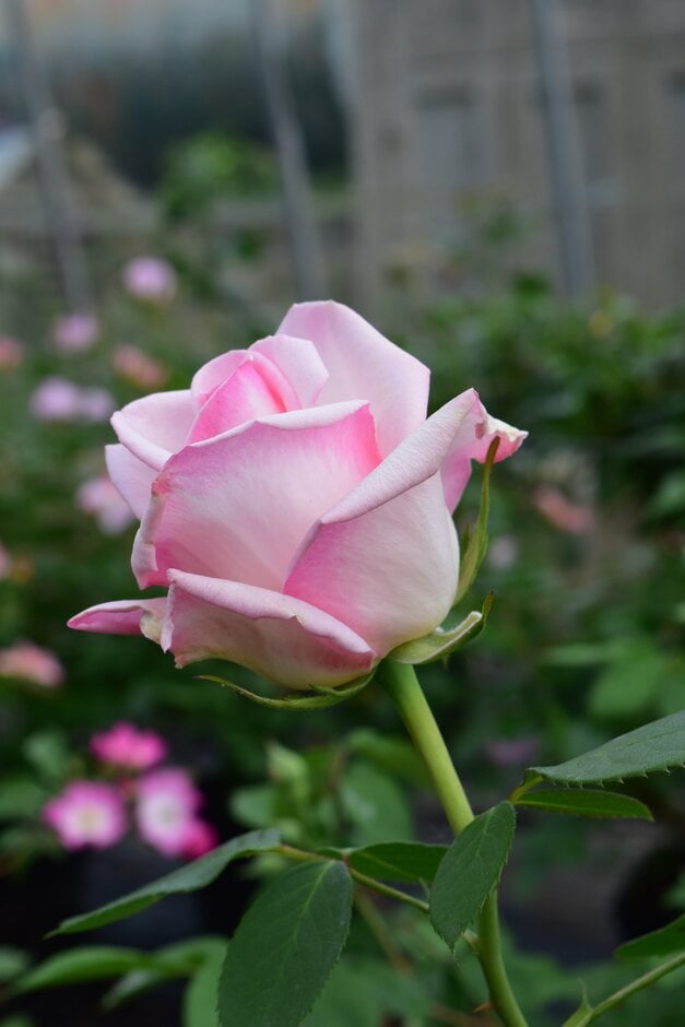 rose [Gisela's Delight]