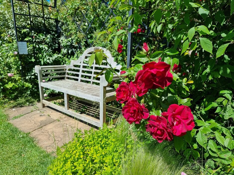 rose 'Herbstfeuer'