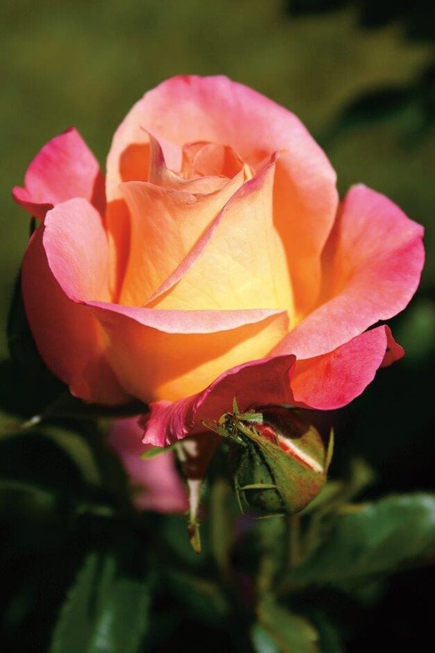 <i>Rosa</i> 'Inspiration' (ClHT)