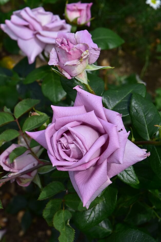 rose 'Intermezzo'