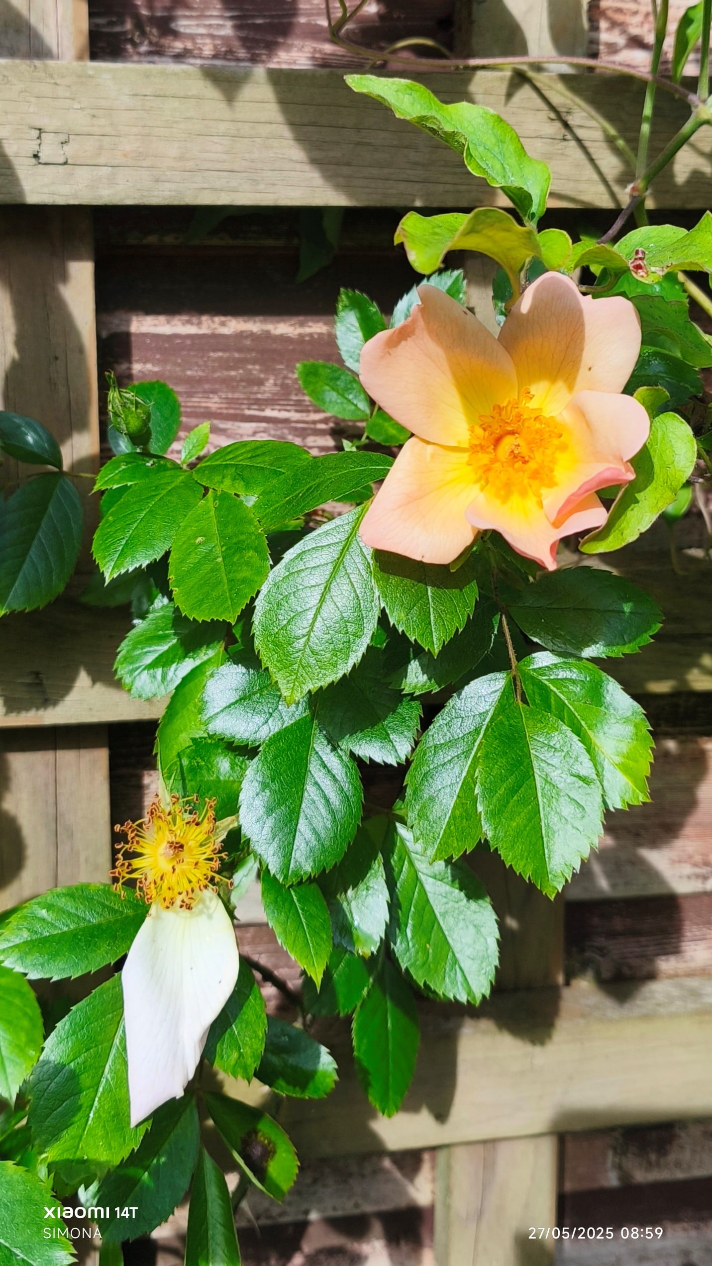rose 'Keith Maughan'