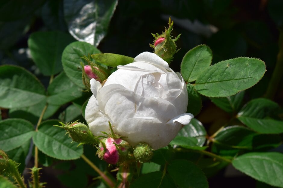 rose 'Mousseline'
