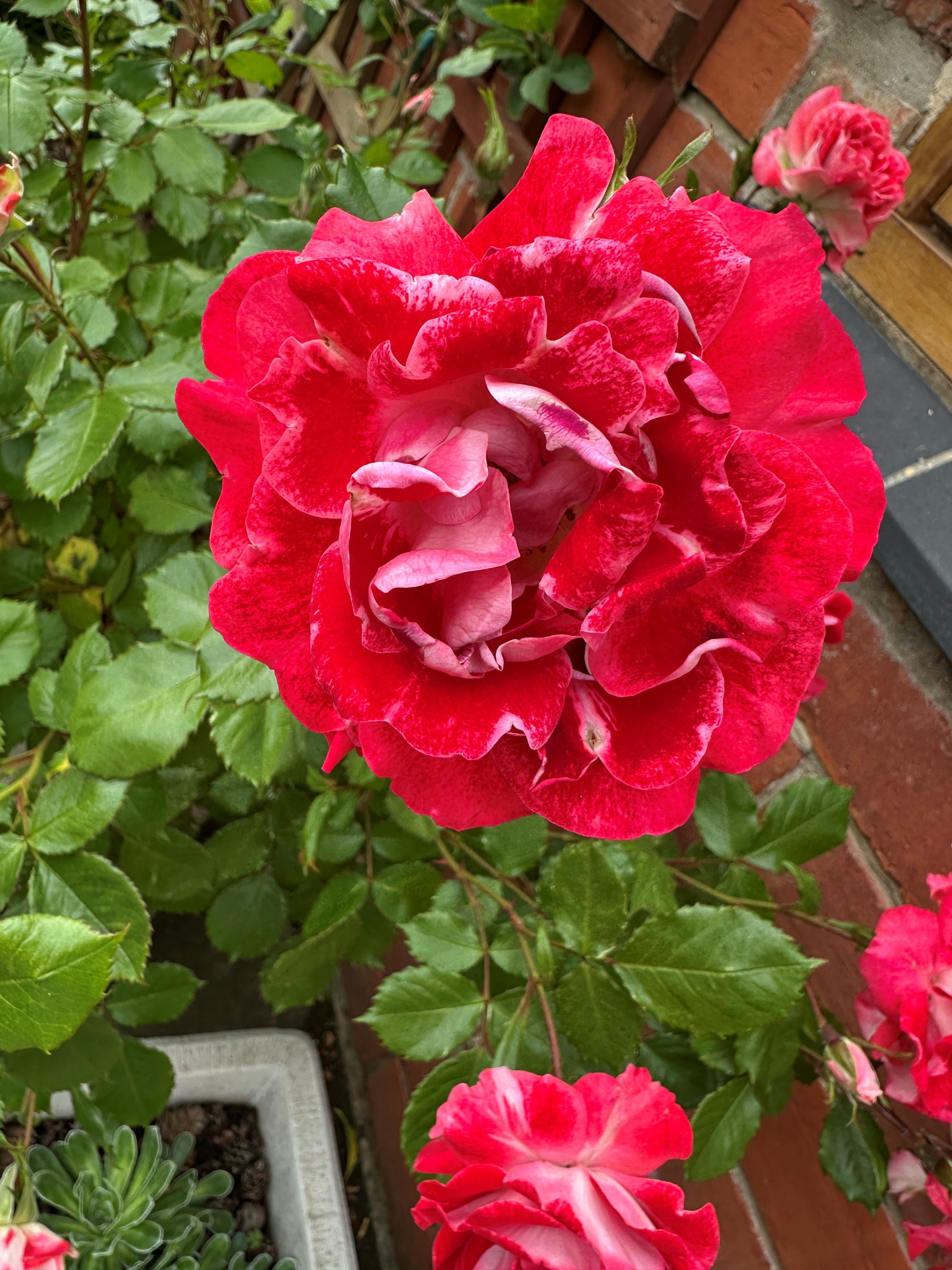 rose [My Mum]
