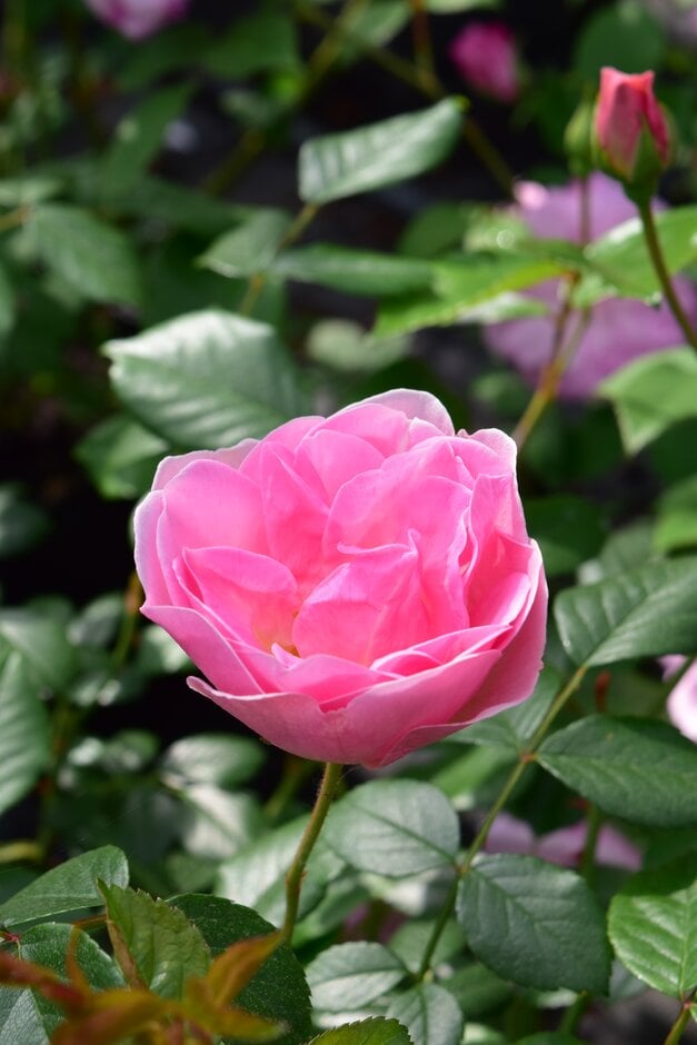 rose [Nelson's Journey]