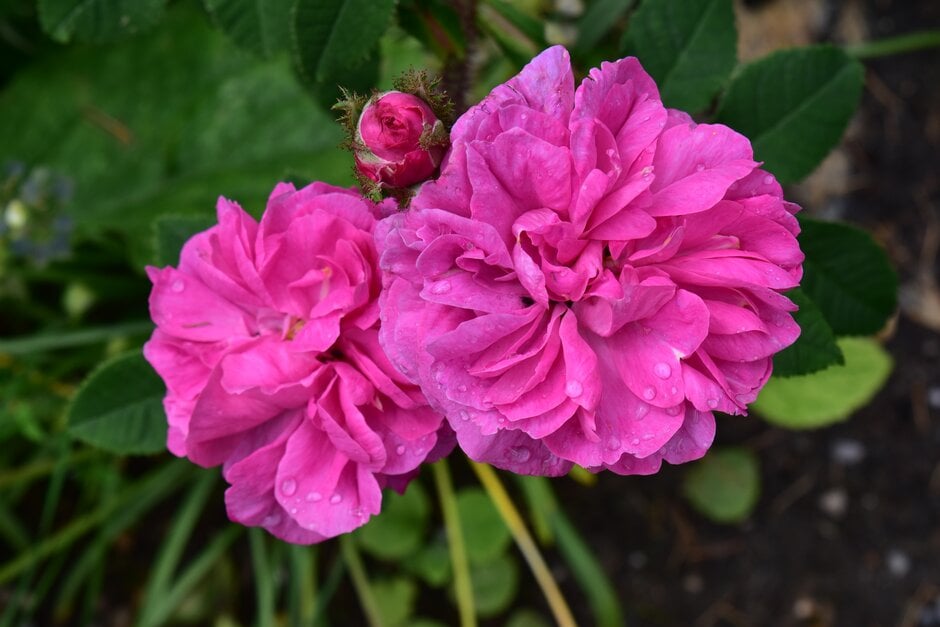 rose 'Pélisson'