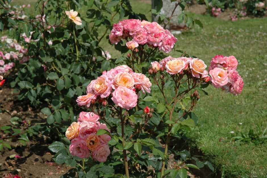 rose [Pinocchio]