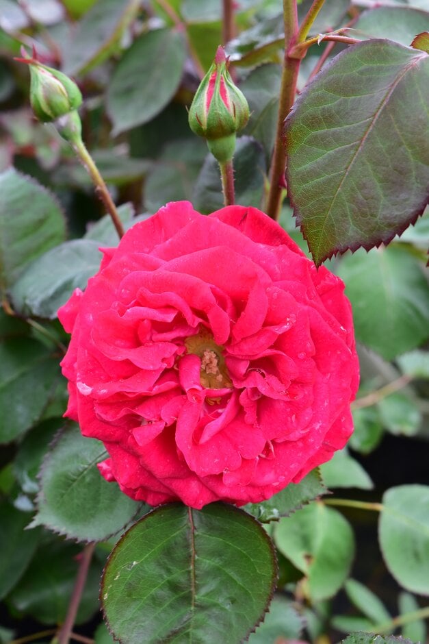 rose 'Rosemary Rose'