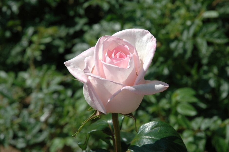 rose 'Royal Highness'