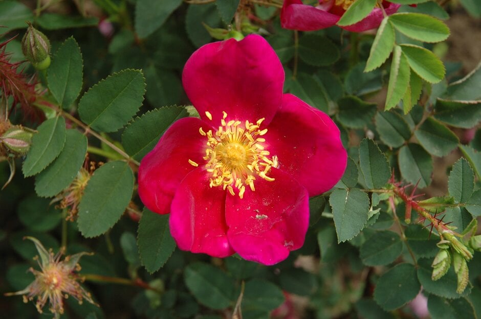 Scotch rose 'Single Cherry'