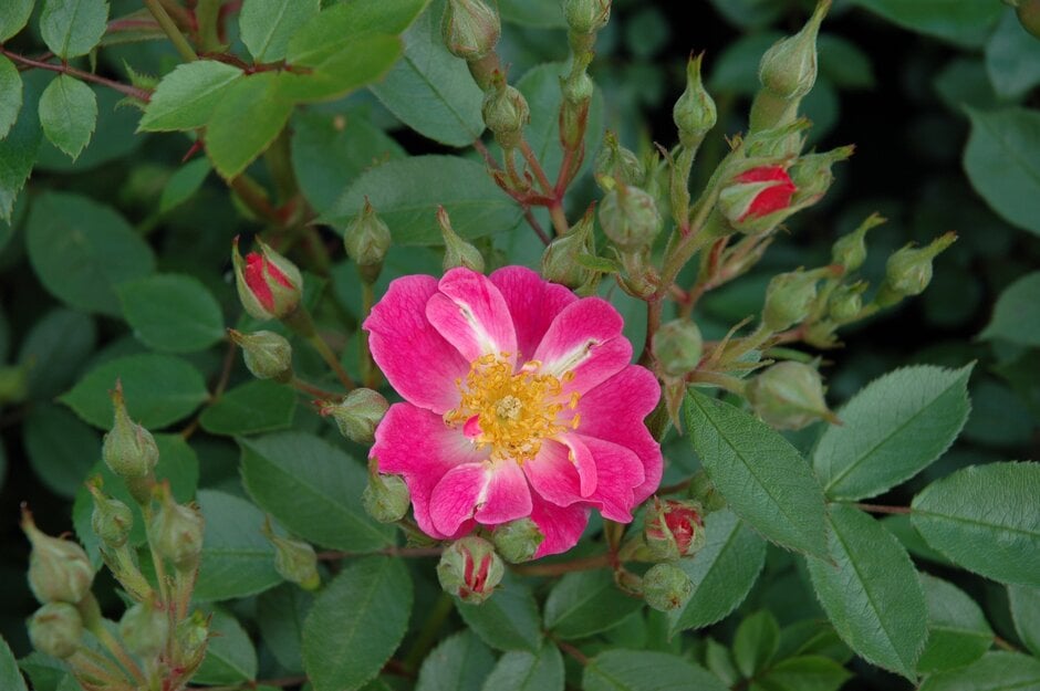 rose 'Summer Sunset'