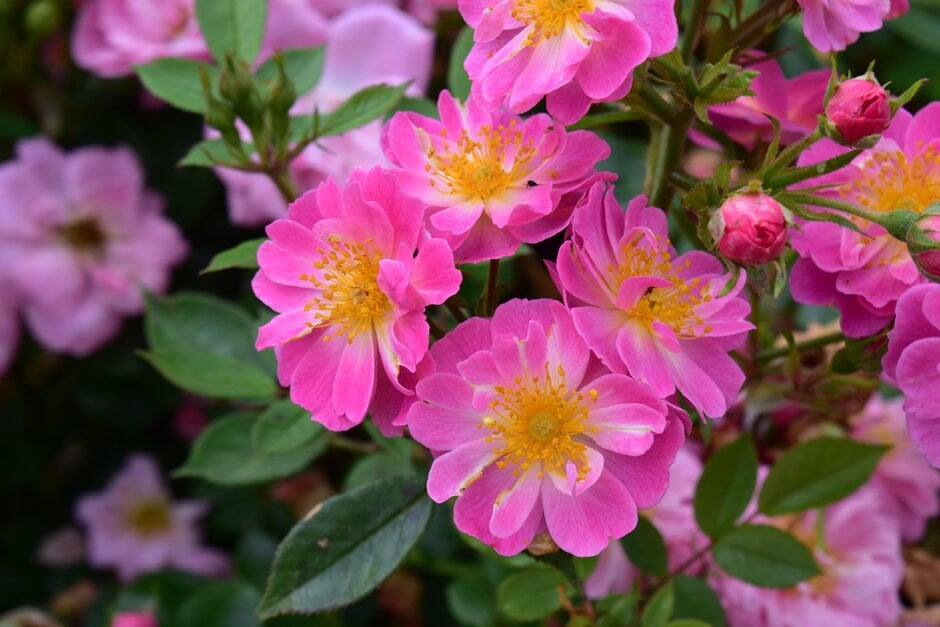 rose 'Summer Sunset'