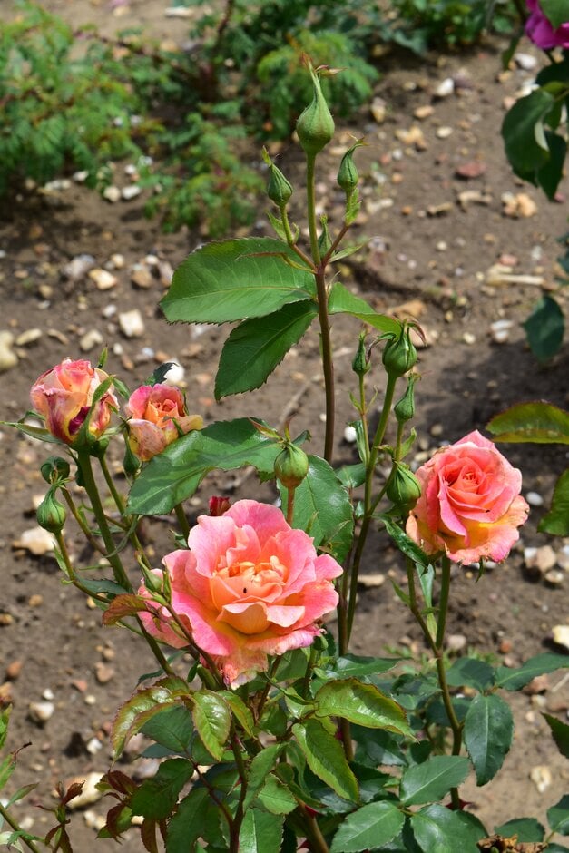 rose 'Talisman'