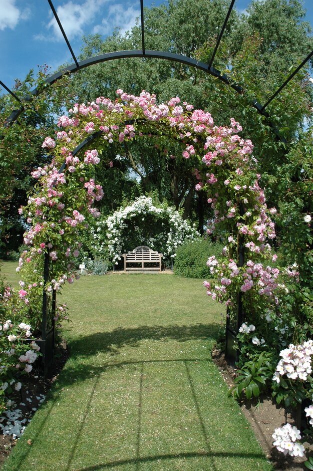 rose 'Tausendschön'