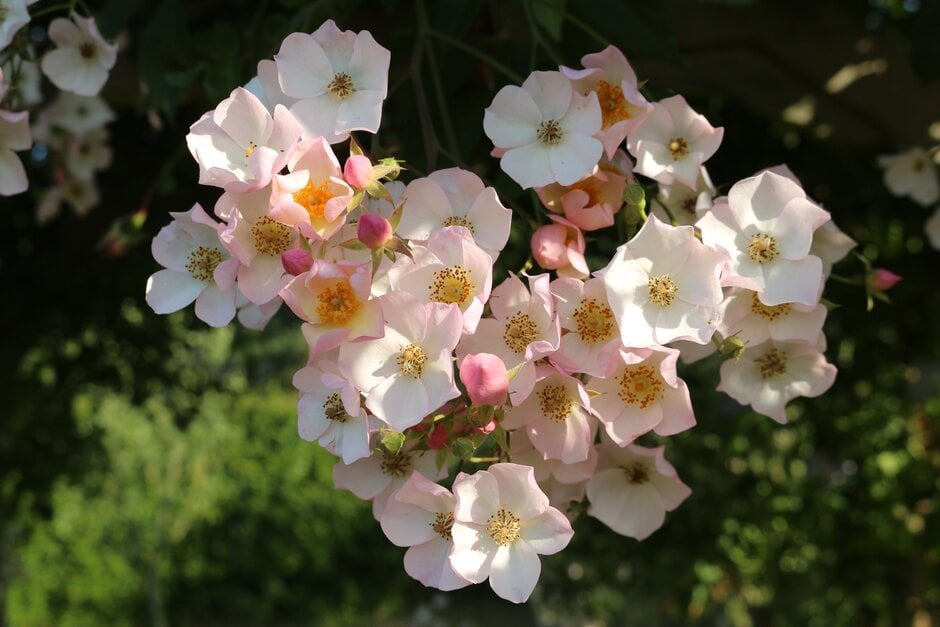 rose 'Toby Tristam'