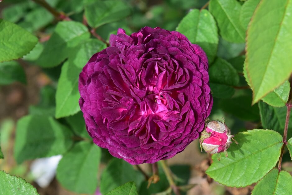 rose 'Vuosaari'