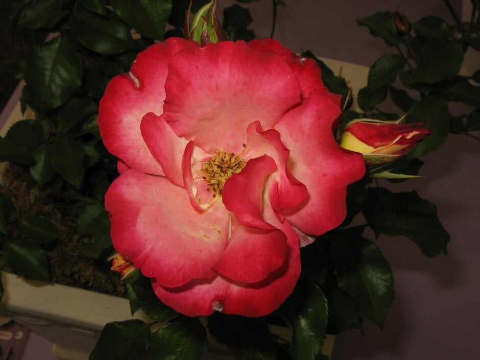 rose [Birthday Girl]