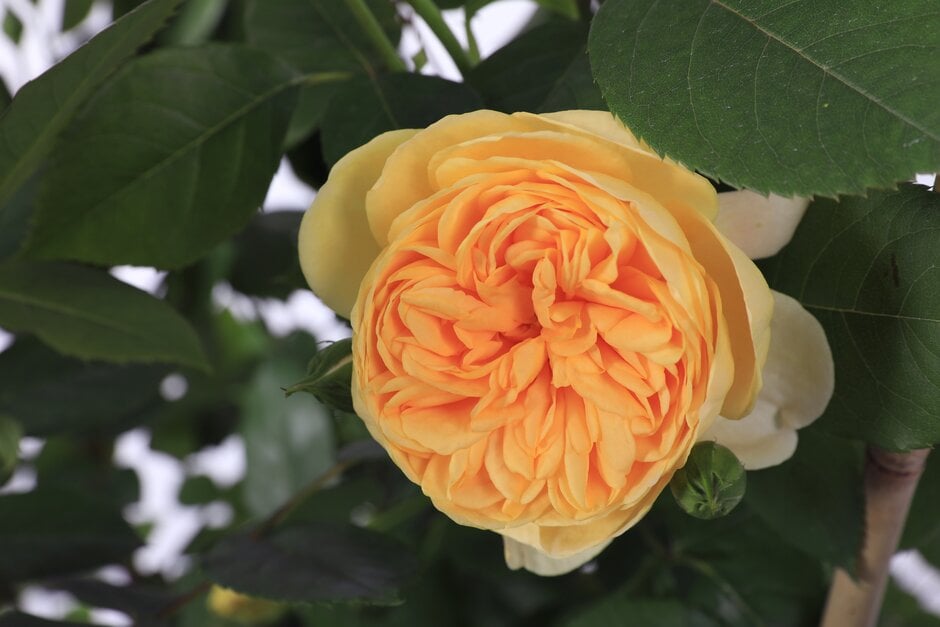 rose [Bring Me Sunshine]