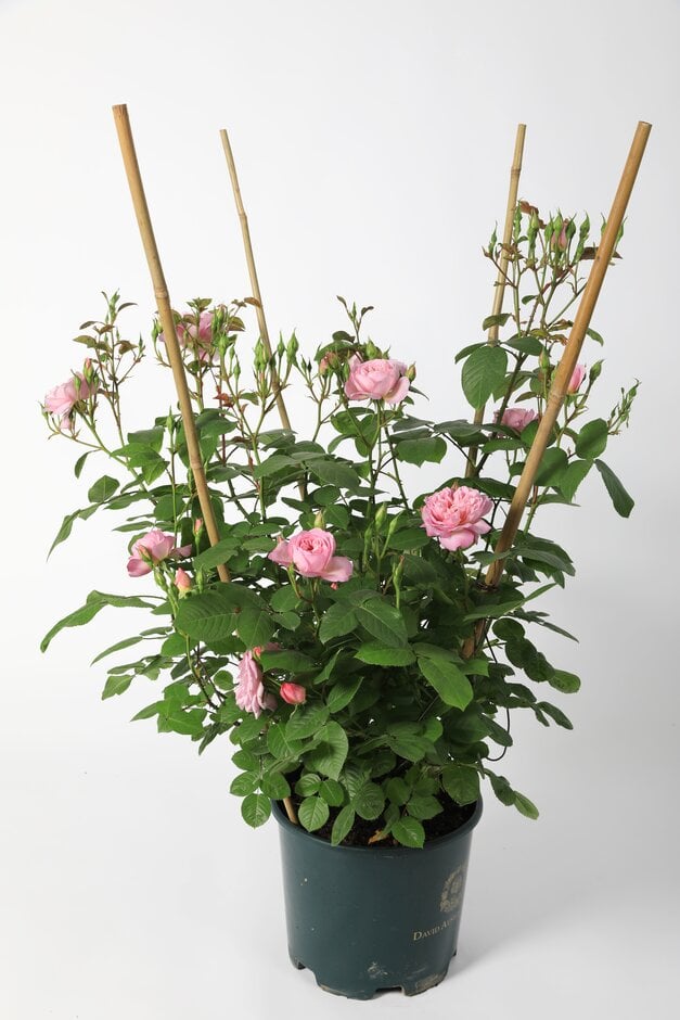 rose [Elizabeth] ('Ausmajesty')