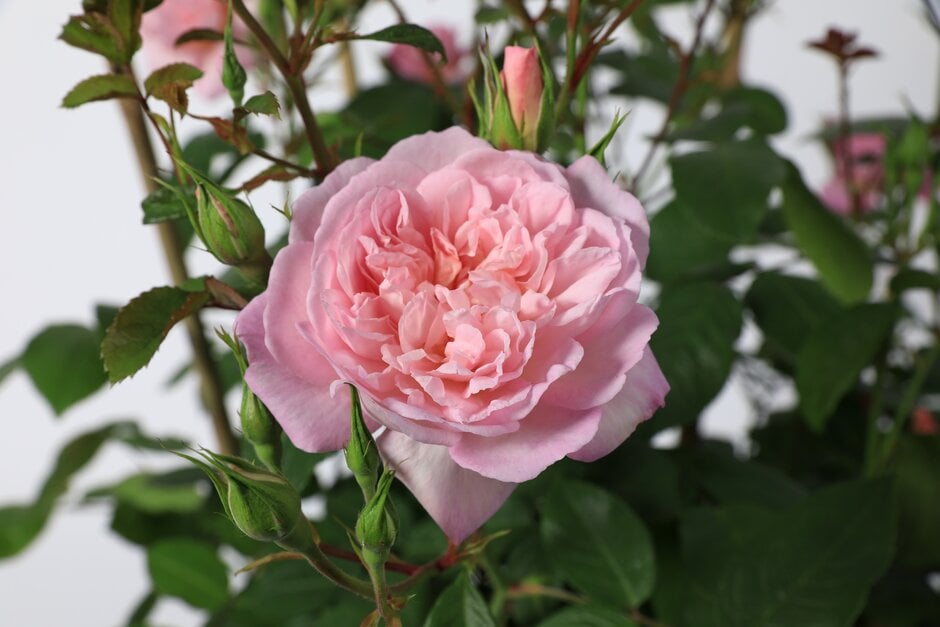 rose [Elizabeth] ('Ausmajesty')