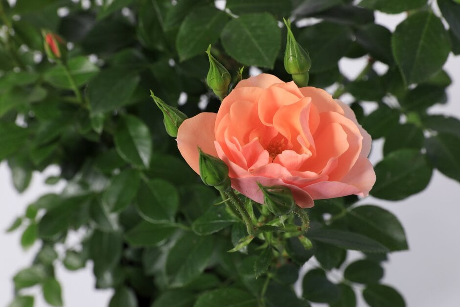 rose [Loyal Companion]