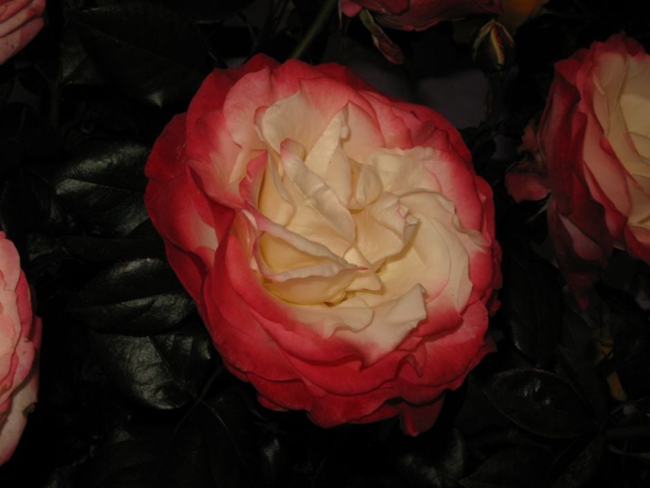 Rosa Nostalgia (&Taneiglat&) (HT) | rose [Nostalgia] Roses/RHS Gardening