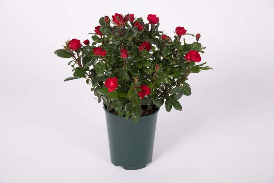 rose [Zepeti]