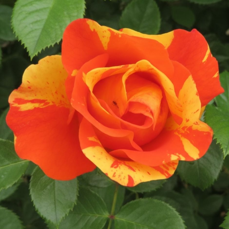 <i>Rosa</i> [<span style="font-variant: small-caps;">Watford Forever</span>] ('Harjester')
