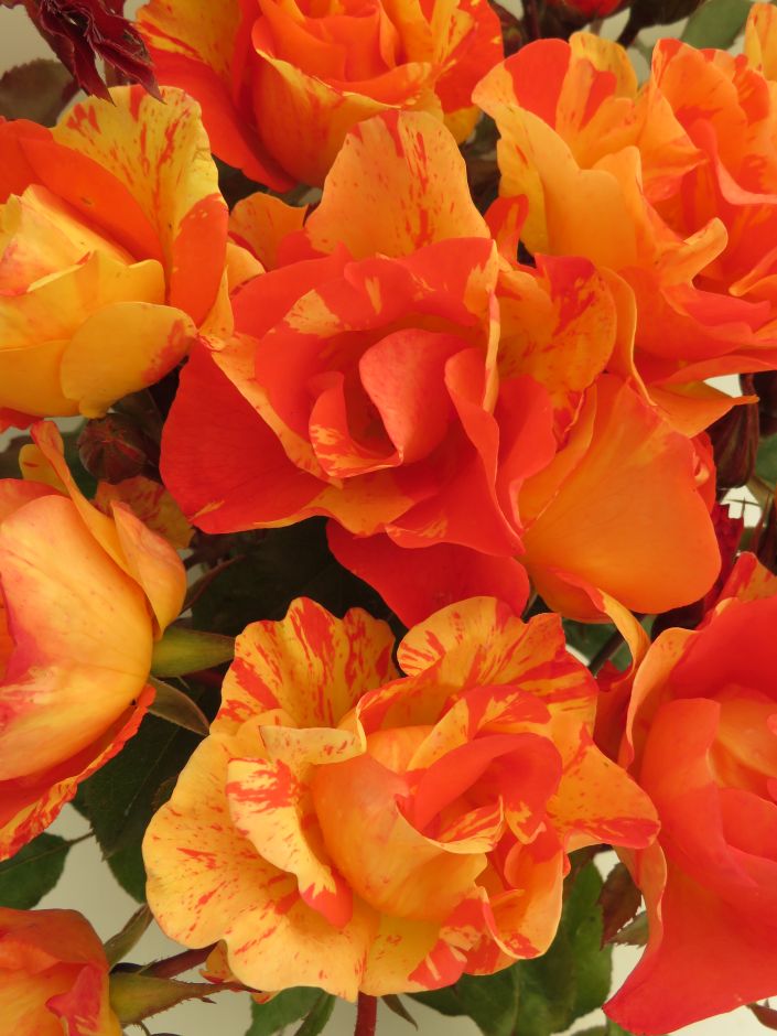 <i>Rosa</i> [<span style="font-variant: small-caps;">Watford Forever</span>] ('Harjester')