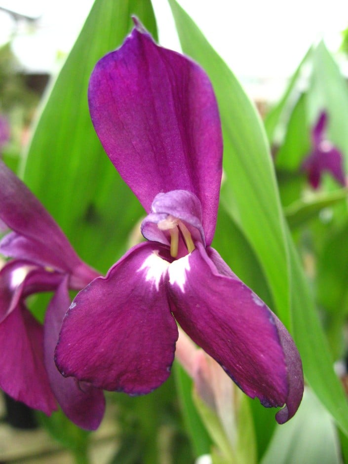 roscoea 'Harvingon Evening Star'