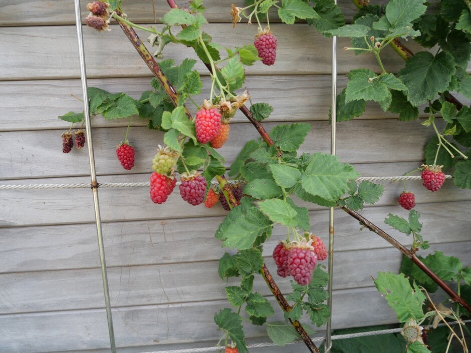 tayberry 'Buckingham'