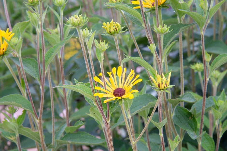 coneflower 'Henry Eilers'