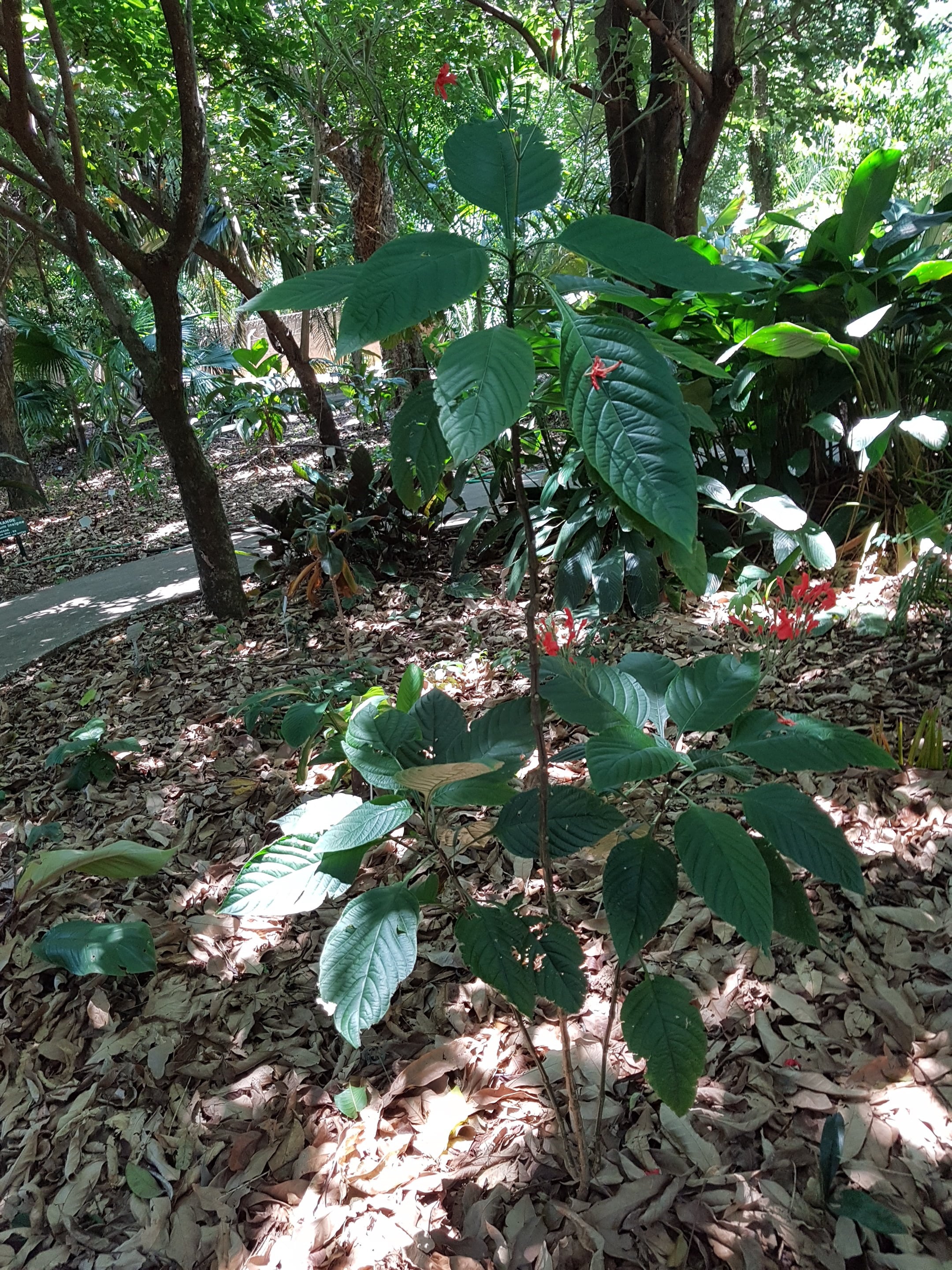 <i>Ruellia</i> <i>acutangula</i>