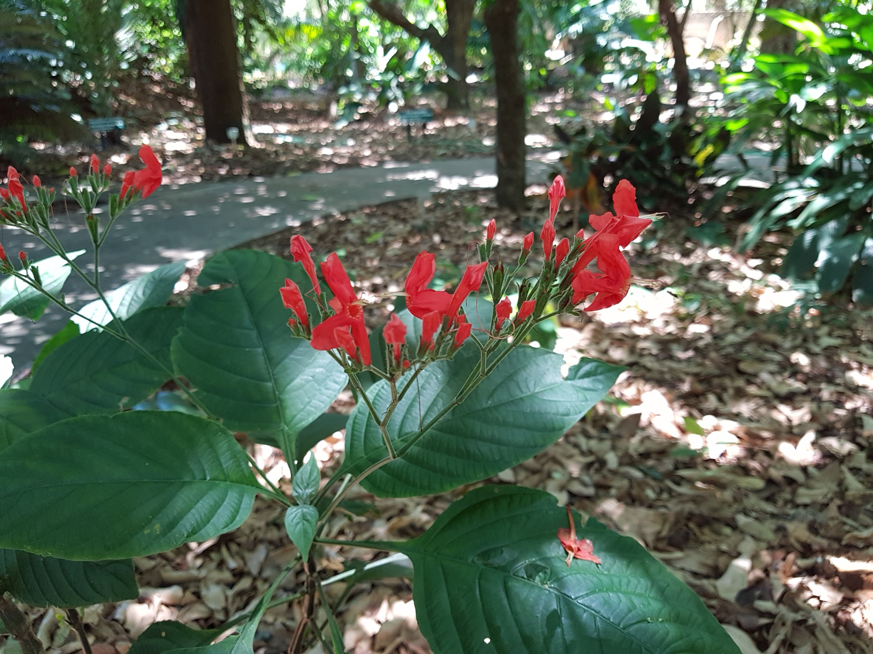 <i>Ruellia</i> <i>acutangula</i>