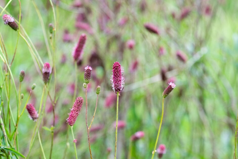 burnet 'Sangria'