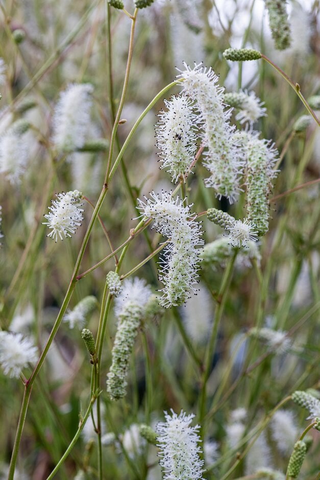 slender-leaved burnet 'Stand Up Comedian'