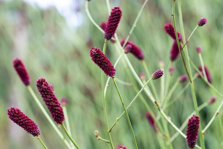 burnet 'Cangshan Cranberry'