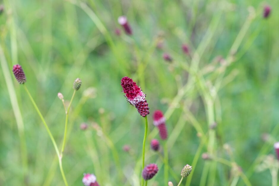 burnet 'Swarm'