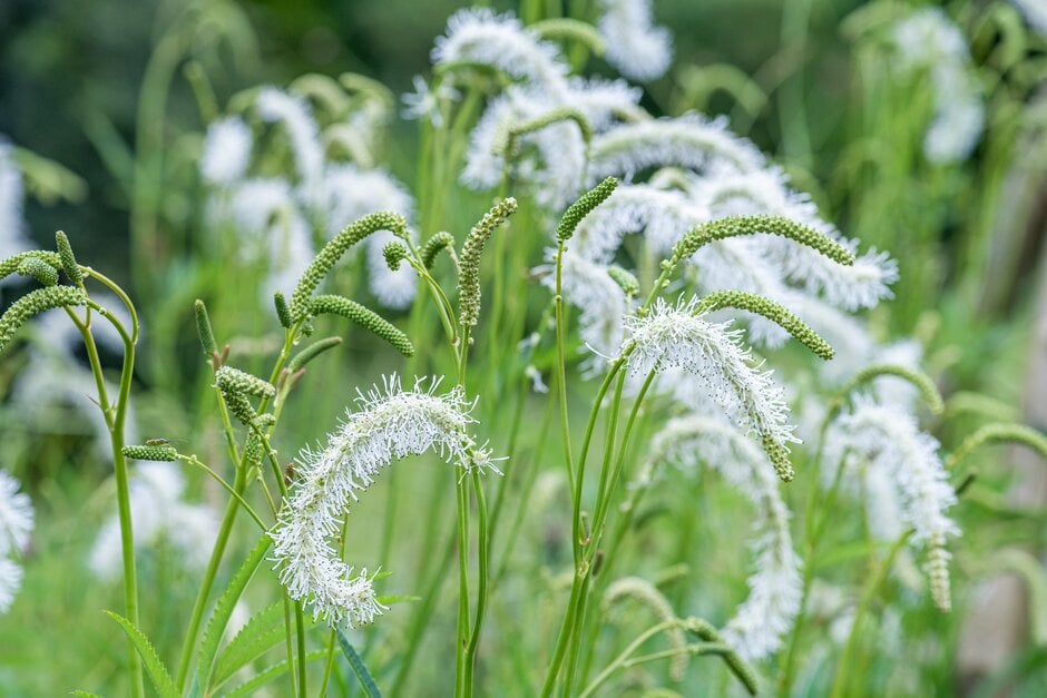 burnet 'Ivory Towers'