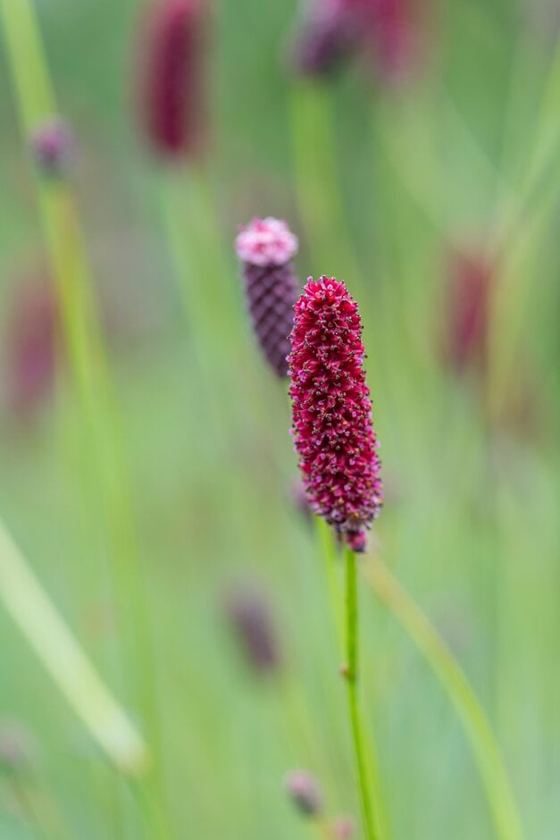 burnet 'Maartjes Merlot'
