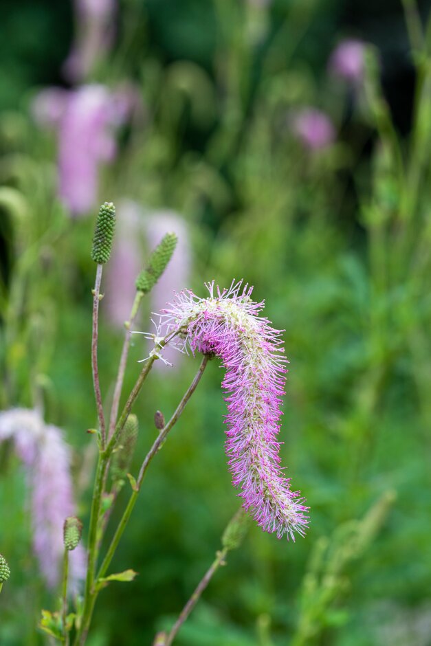 Korean burnet
