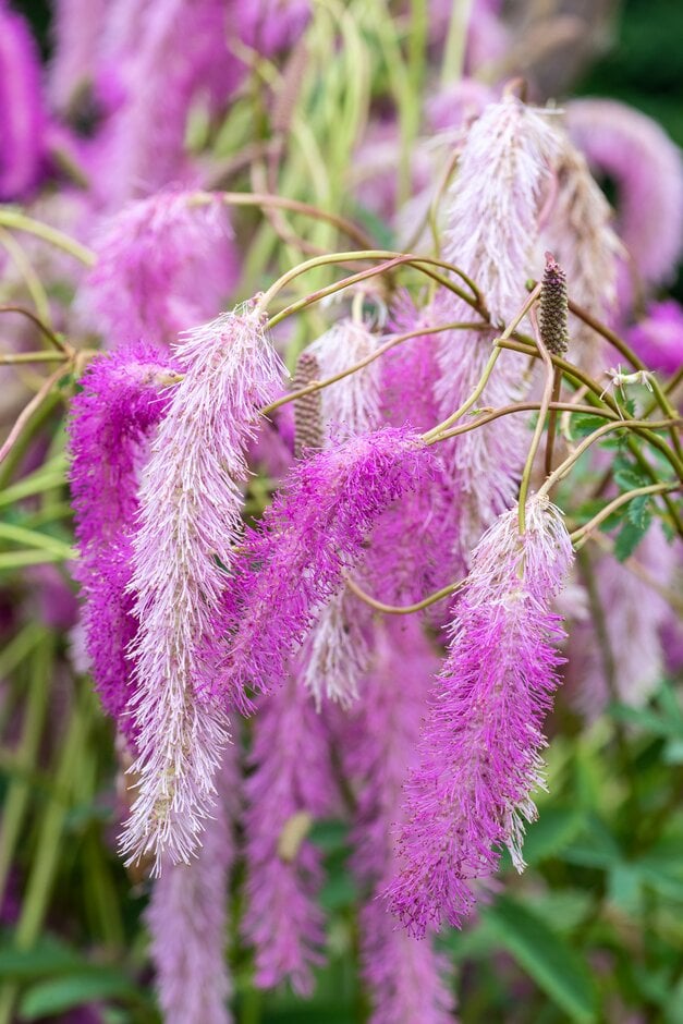 Korean burnet 'Lilac Squirrel'