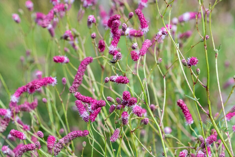 <i>Sanguisorba</i> <i>tenuifolia</i> 'Strawberry Fruli'