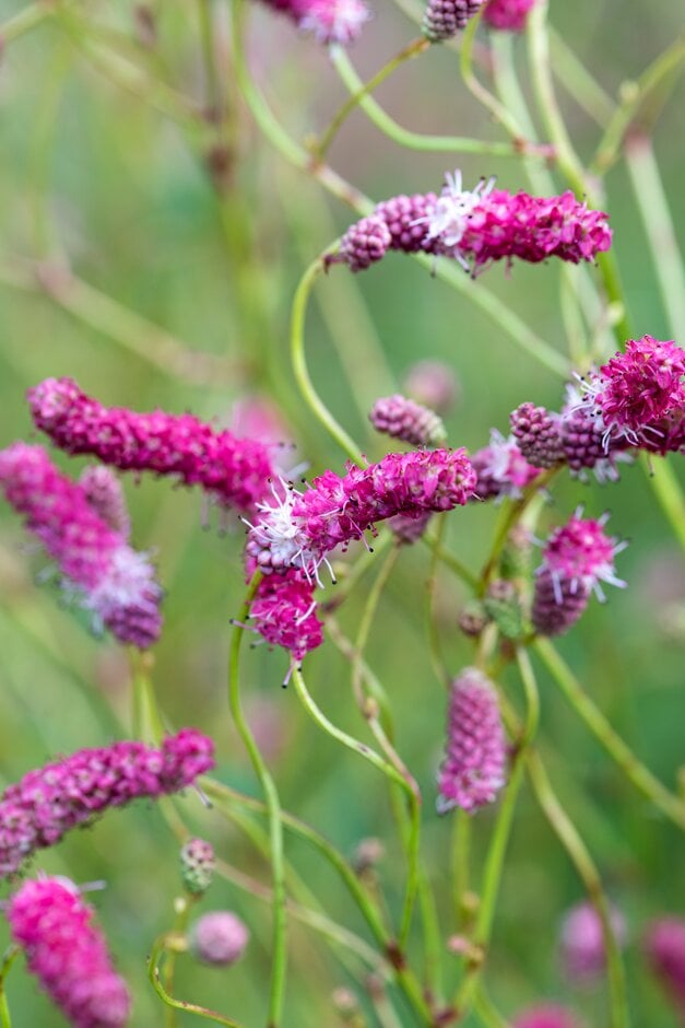 <i>Sanguisorba</i> <i>tenuifolia</i> 'Strawberry Fruli'