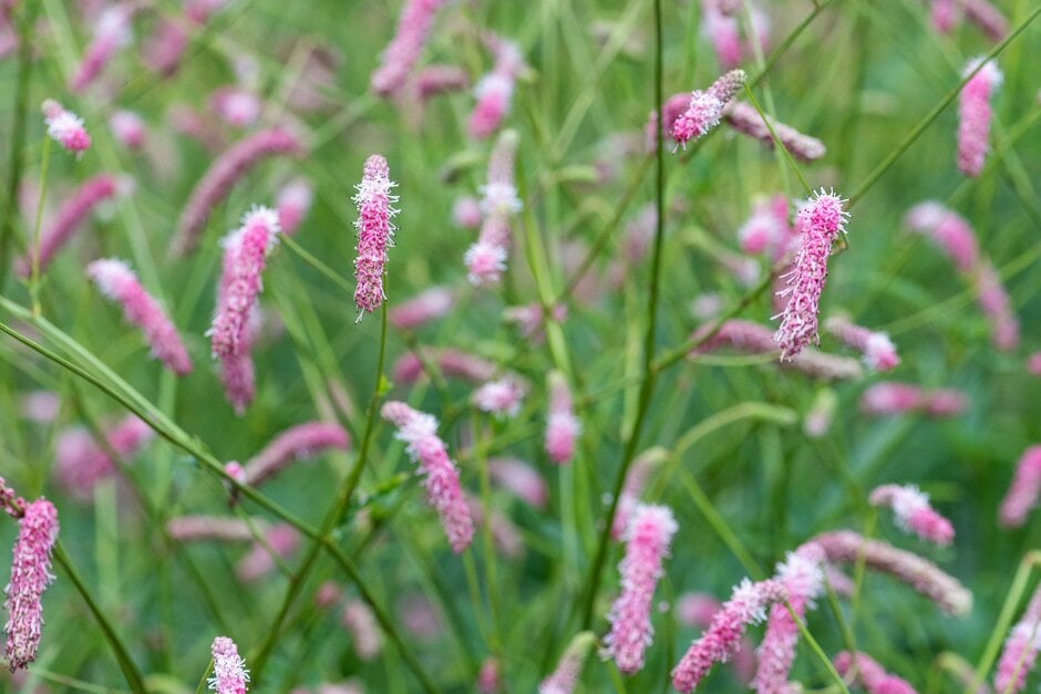 <i>Sanguisorba</i> 'Misbourne Pink'