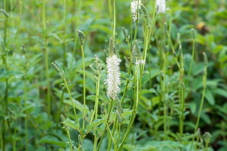 <i>Sanguisorba</i> <i>canadensis</i> hybrid