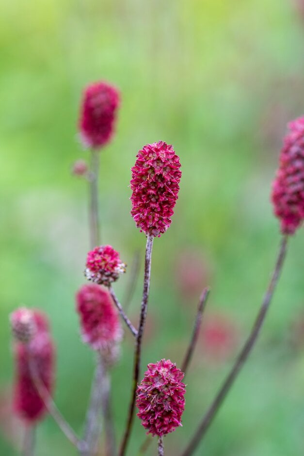 great burnet 'Crimson Queen'